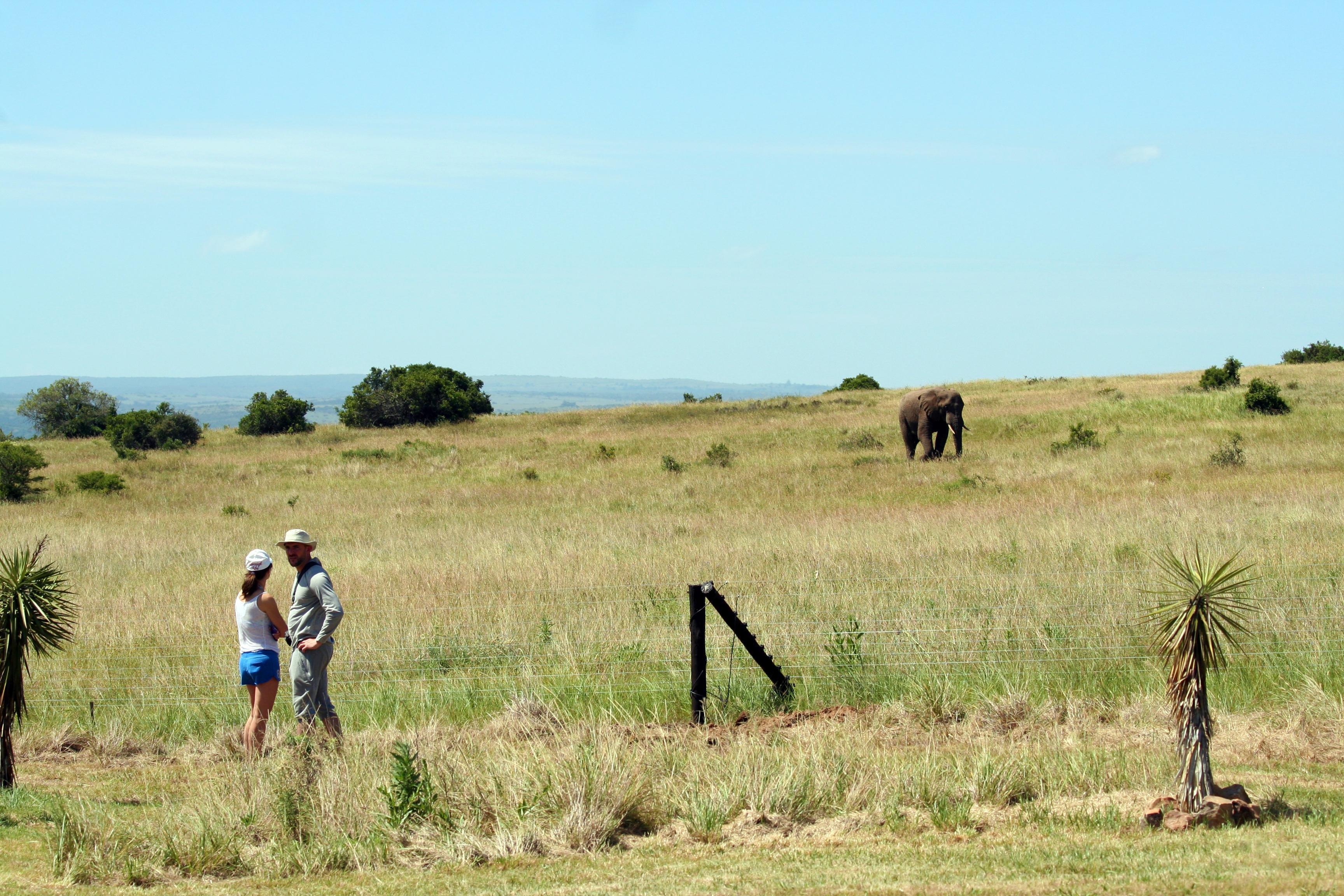 Hlosi Game Lodge - Amakhala Game Reserve Buyskloof Eksteriør bilde