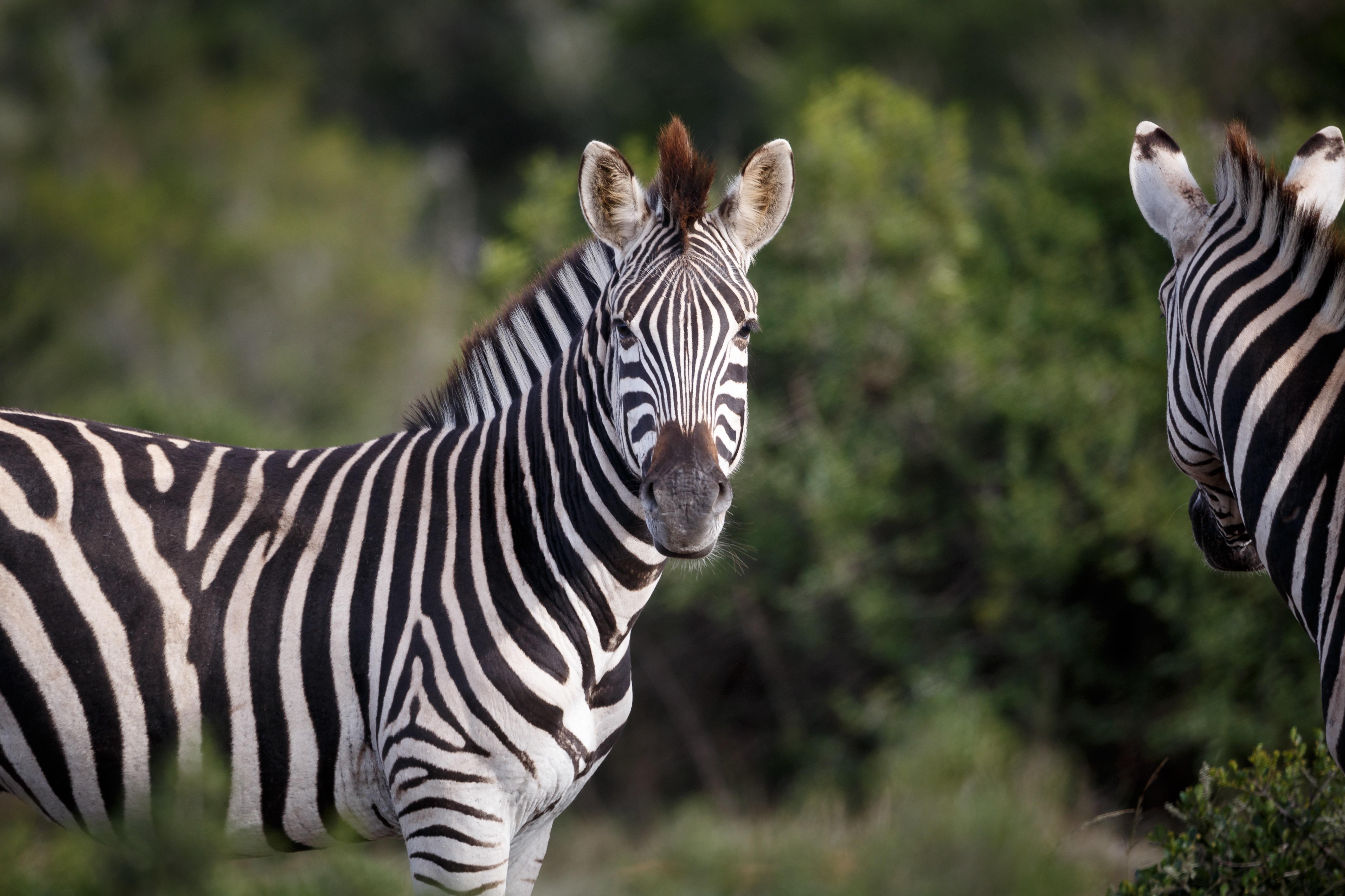 Hlosi Game Lodge - Amakhala Game Reserve Buyskloof Eksteriør bilde