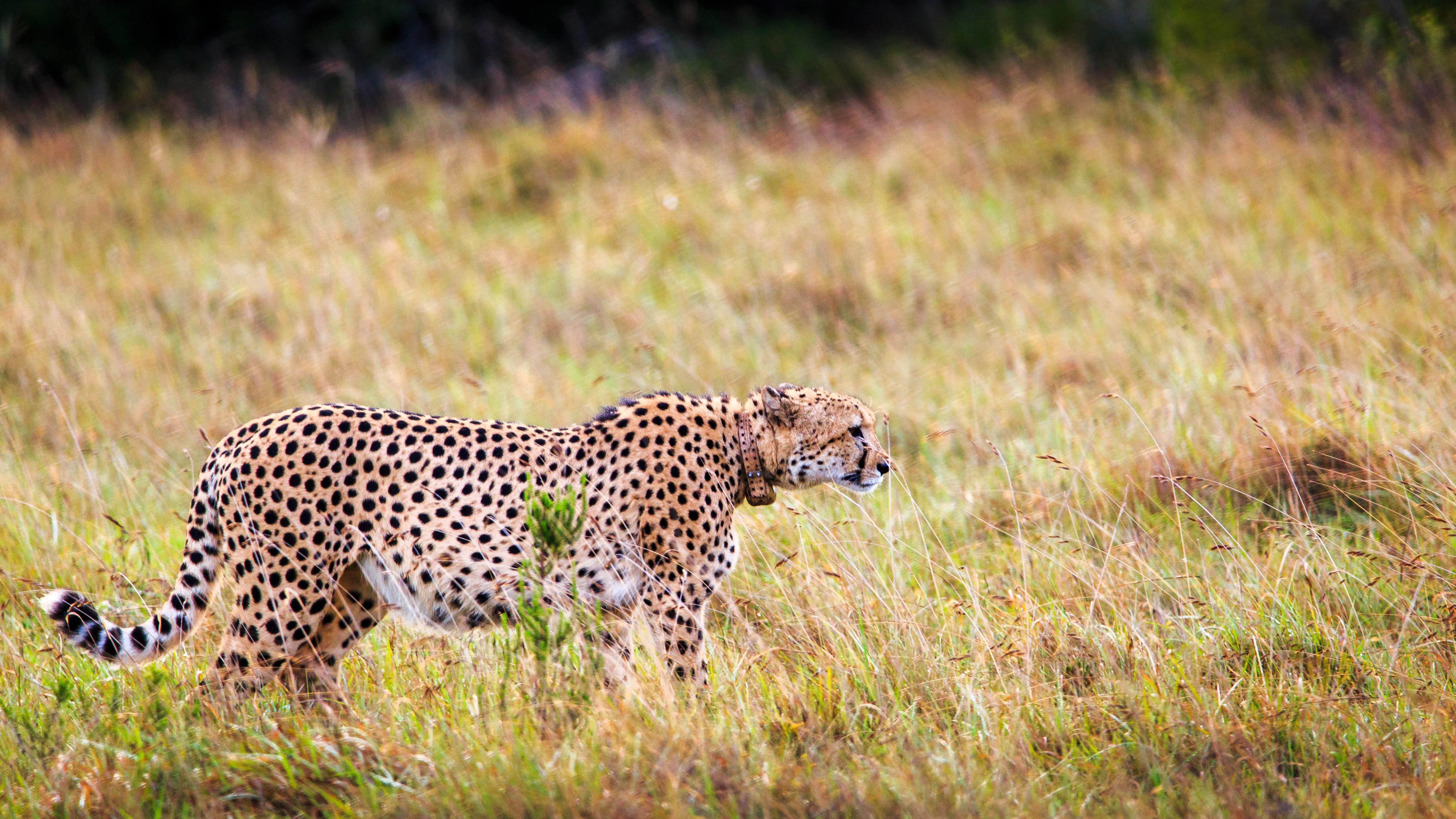 Hlosi Game Lodge - Amakhala Game Reserve Buyskloof Eksteriør bilde