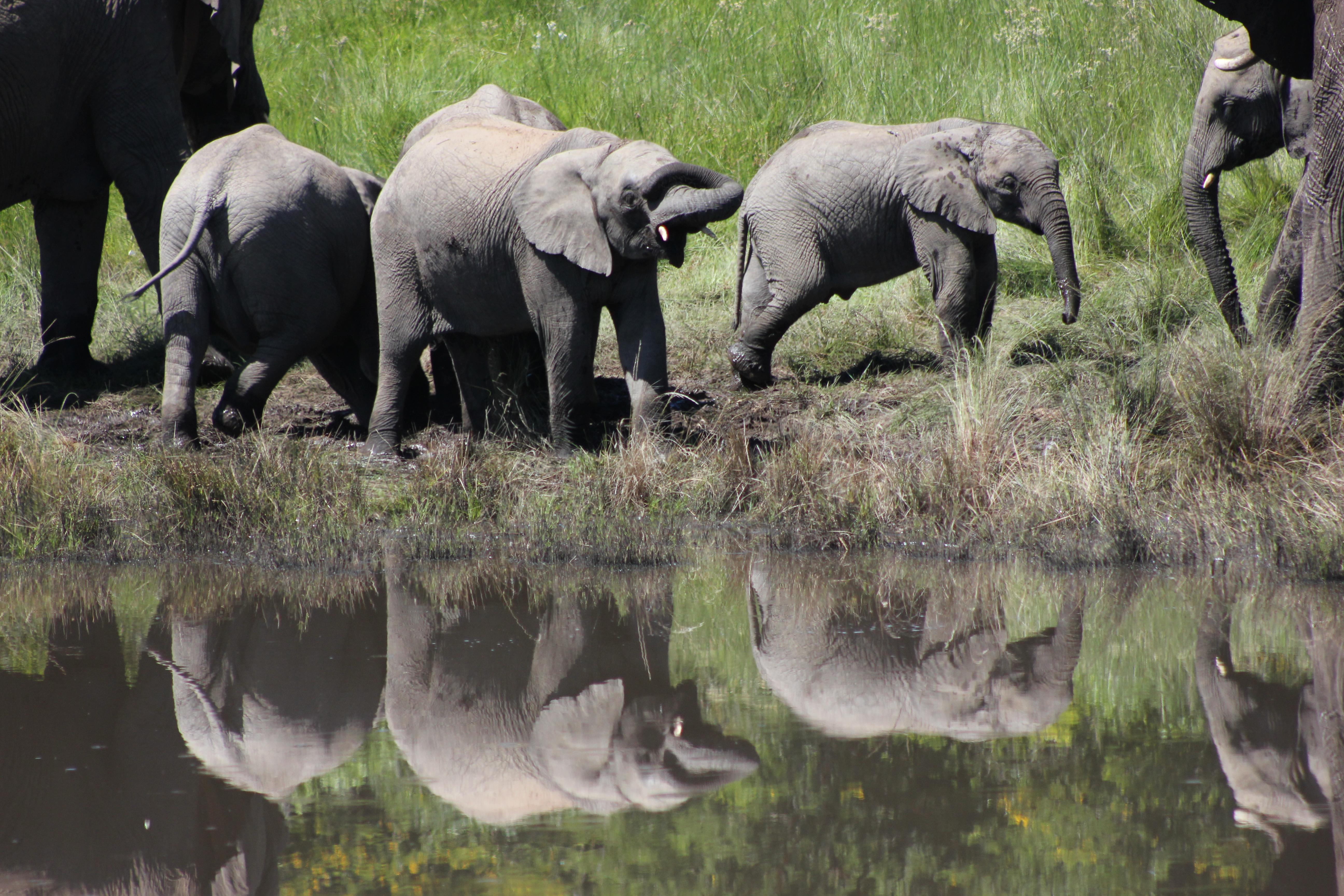 Hlosi Game Lodge - Amakhala Game Reserve Buyskloof Eksteriør bilde