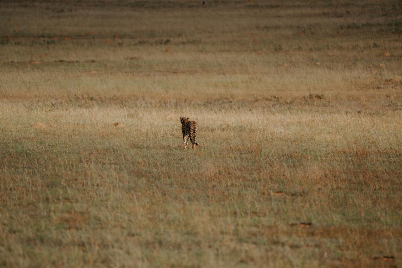 Hlosi Game Lodge - Amakhala Game Reserve Buyskloof Eksteriør bilde