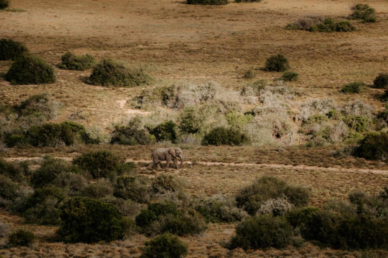 Hlosi Game Lodge - Amakhala Game Reserve Buyskloof Eksteriør bilde